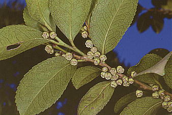 Eurya japonica qTJL