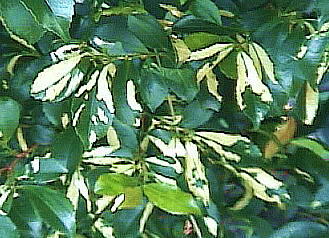 Eurya japonica qTJL