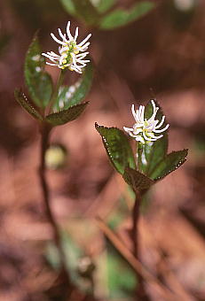 Chloranthus japonicus