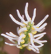 Chloranthus japonicus