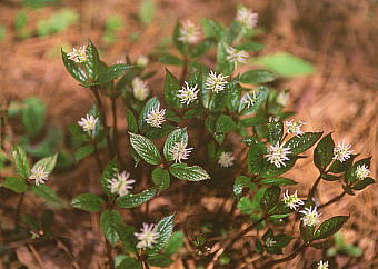 Chloranthus japonicus