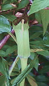qgcoeiVE Arisaema monophyllum