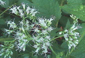 Eupatorium chinense var. oppositifolium qhoi