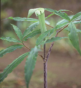 Arisaema angustatum@z\oeiVE