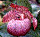 Cypripedium macranthum var. hotei-atsumorianum