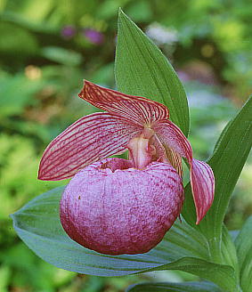 Cypripedium macranthum var. hotei-atsumorianum zeCAc