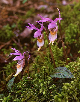 Calypso bulbosa var. speciosa zeC