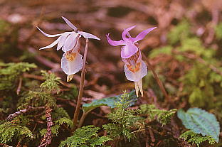 Calypso bulbosa var. speciosa zeC