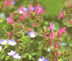 Lamium amplexicaule zgPmU