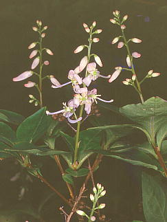 Tripetaleia paniculata zccW