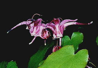 Epimedium grandiflorum var. thunbergianum CJ\E