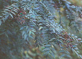 Zanthoxylum schinifolium CkUVE ʎ