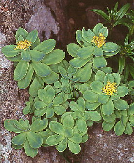 Rhodiola rosea CxPC