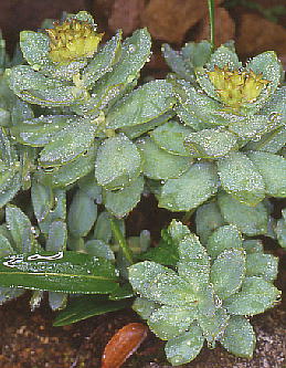 Rhodiola rosea CxPC ʎ