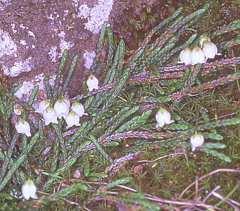 Cassiope lycopodioides CqQ