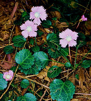 Shortia uniflora var. kantoensis CE`