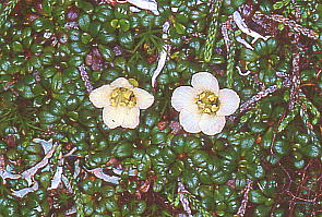 Diapensia lapponica var. obovata CE