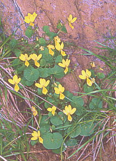 Viola biflora L. f. glabrifolia H. Takahashi WEGcLoimR}mc
