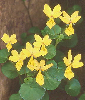 Viola biflora L. f. glabrifolia H. Takahashi WEGcLoimR}mc