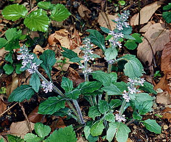 Ajuga nipponensis WEjqgG