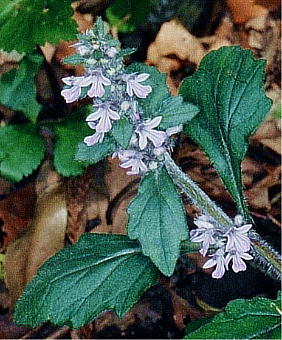 Ajuga nipponensis WEjqgG