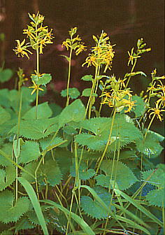 Ligularia kaialpina JC^JRE