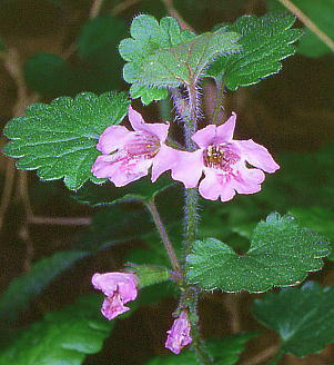 Glechoma hederacea var. grandis JLhIV