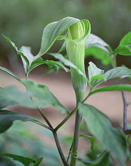 Arisaema serratum@JgE}VOT