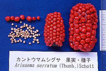 Arisaema serratum : Seeds JgE}VOT@ʎEq