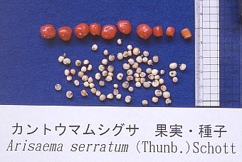 Arisaema serratum : Seeds JgE}VOT@ʎEq