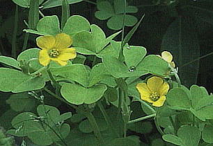 Oxalis corniculata J^o~