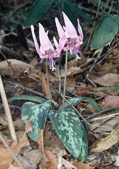 Erythronium japonicum J^N