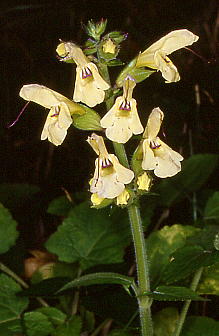 Salvia nipponica LoiALM