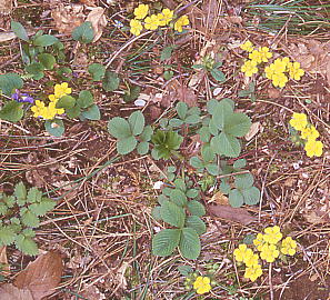 Potentilla fragarioides var. major LWV