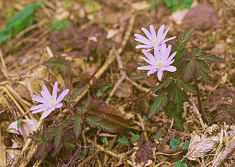 Anemone pseudo-altaica LNULC`Q