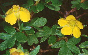 Potentilla fruticosa var. rigida LoC