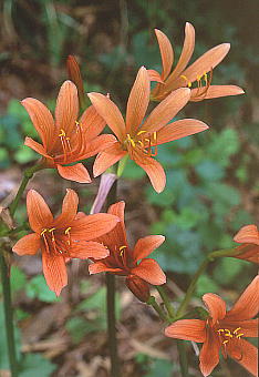 Lycoris sanguinea Maxim. LclmJ~\