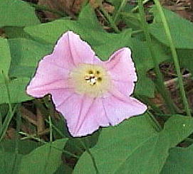 Calystegia hederacea RqKI