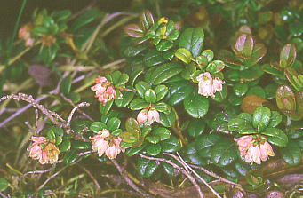 Vaccinium vitis-idaea RP