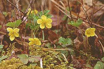 Waldsteinia ternata RLoC