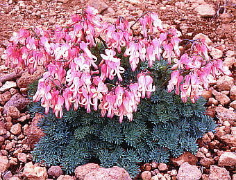 Dicentra peregrina R}NT