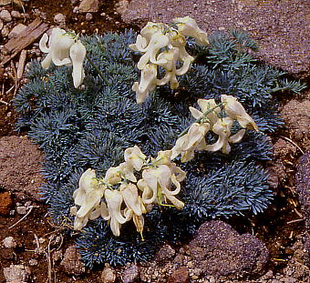 Dicentra peregrina cv. Alba R}NT 