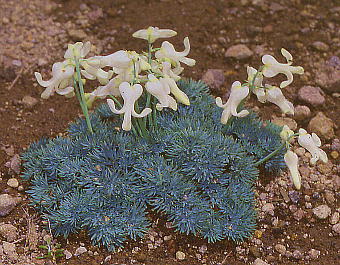 Dicentra peregrina cv. Alba R}NT 