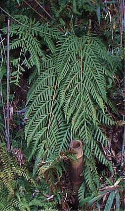 Woodwardia orientalis R`V_