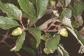 Quercus serrata Ri