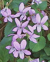 Viola japonica Langsd. RX~