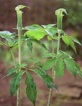 Arisaema peninsulae RECeiVE