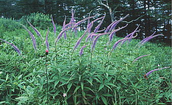 Veronicastrum japonicum (Refin.) Yamazaki NKC\E