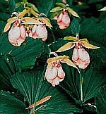 Cypripedium japonicum