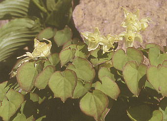 Epimedium coelestre NCCJ\E